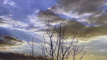 asciutto albero e mare nel tramonto leggero