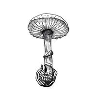 amanita mushroom sketch hand drawn vector illustration