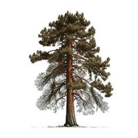 árbol más alto verde realista en el mundo sequoia sobre un fondo blanco - vector