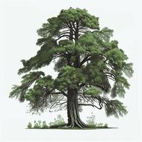 Realistic green tallest tree in the world sequoia on a white background - Vector