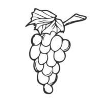 vector dibujado a mano racimo de uvas contorno icono de garabato. ilustración de esbozo de racimo de uvas para impresión, web, móvil e infografía aislado sobre fondo blanco.