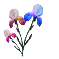 bouquet de fleurs iris aquarelle dessin png