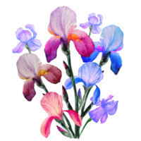 bouquet of flowers irises watercolor drawing png