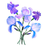 buquê de flores íris desenho aquarela png