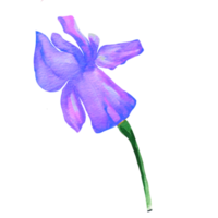 iris vattenfärg illustration png