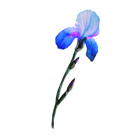 acuarela de flor de iris púrpura png