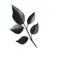 illustration de feuille de rose png