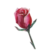 dibujo acuarela de rosas png