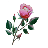 ilustración acuarela rosa png