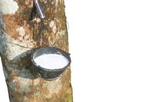 Rubber tree providing great yield of natural rubber latex tapped or extracted from rubber tree inplantation isolated on white background in png file format, Concept of great yield from agriculture