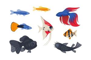 Popular aquarium fish on a white background vector