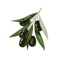 Small sprig with green leaves and ripe olives. vector