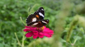 ein Schmetterling, der auf einer blühenden Blume sitzt. Schmetterling auf Zinniablüte. video