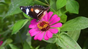 uma borboleta empoleirada em uma flor desabrochando. borboleta na flor zinnia. video
