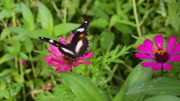 ein Schmetterling, der auf einer blühenden Blume sitzt. Schmetterling auf Zinniablüte. video