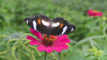 een vlinder neergestreken Aan een bloeiend bloem. vlinder Aan zinnia bloem. video
