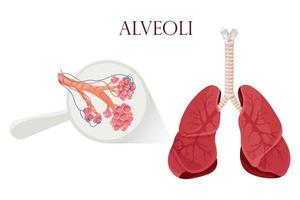 Lungs with detailed alveoli structure vector