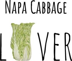 Watercolor illustration of green Napa Cabbage. Fresh raw vegetables. Napa Cabbage lover illustration vector