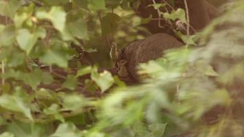 Selektive Fokusansicht eines Mutterpfaus mit ihren Babys auf dem Baum video