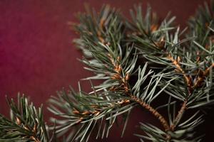 Evergreen branch with young pine cones on red background photo