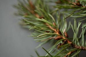 Evergreen branch with young pine cones on grey gray background photo