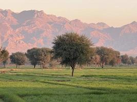 Mountains and trees on a land photo