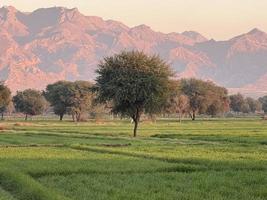 montañas y árboles en una tierra foto