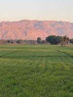 Mountains and trees on a land photo