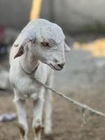 White and black goat and goat baby photo