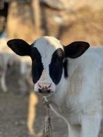 Cow and Cow Baby portrait photo