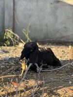 cabra blanca y negra y bebé de cabra foto