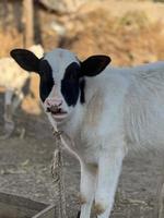 Cow and Cow Baby portrait photo