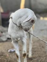 White and black goat and goat baby photo