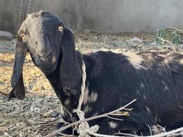 cabra blanca y negra y bebé de cabra foto