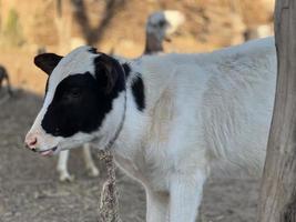 Cow and Cow Baby portrait photo