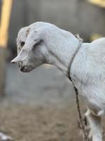 cabra blanca y negra y bebé de cabra foto