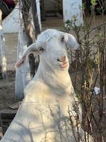 cabra blanca y negra y bebé de cabra foto