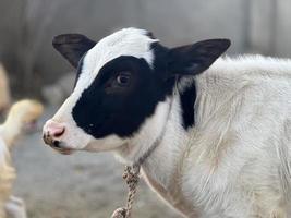 retrato de bebé de vaca y vaca foto