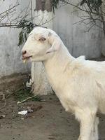 White and black goat and goat baby photo