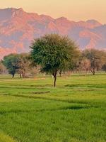 Mountains and trees on a land photo