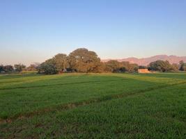 montañas y árboles en una tierra foto