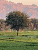 Mountains and trees on a land photo