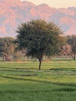 Mountains and trees on a land photo
