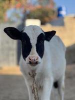 Cow and Cow Baby portrait photo