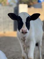 Cow and Cow Baby portrait photo