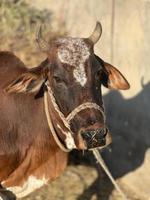 Cow and Cow Baby portrait photo