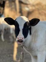 Cow and Cow Baby portrait photo