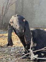 cabra blanca y negra y bebé de cabra foto