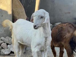 cabra blanca y negra y bebé de cabra foto