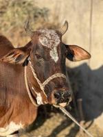 Cow and Cow Baby portrait photo